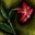 Echobloom