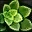 Green Herb