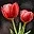 Rosaflower